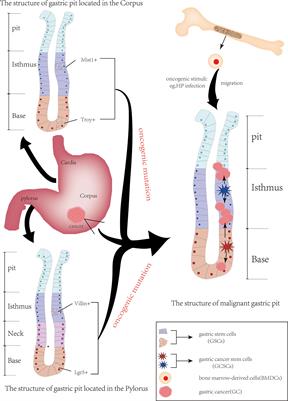 The origin of gastric cancer stem cells and their effects on gastric cancer: Novel therapeutic targets for gastric cancer